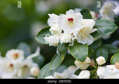 Rhododendron (Rhododendron spec.), con fiori di colore bianco Foto Stock