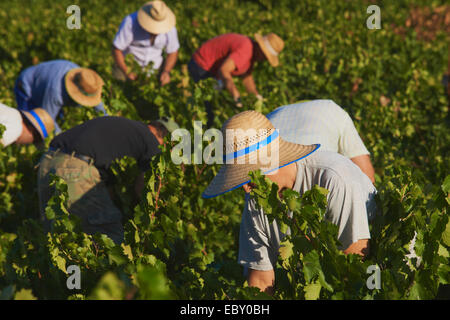 La raccolta dei lavoratori Pedro Ximenez vino uve, Bodegas Cabriñana, Vintage in un vigneto a Montilla, area Montilla-Moriles Foto Stock