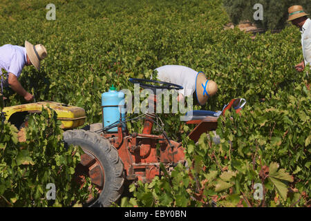 La raccolta dei lavoratori Pedro Ximenez uve, Bodegas Cabriñana, vintage in un vigneto a Montilla, Montilla-Moriles viticoltura Foto Stock