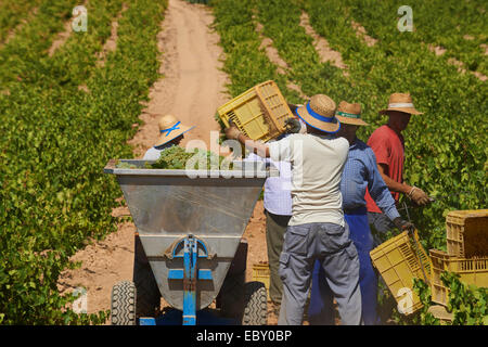 La raccolta dei lavoratori Pedro Ximenez uve, Bodegas Cabriñana, vintage in un vigneto a Montilla, Montilla-Moriles viticoltura Foto Stock