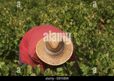 La raccolta del lavoratore Pedro Ximenez vino uve, Bodegas Cabriñana, Vintage in un vigneto a Montilla, area Montilla-Moriles Foto Stock