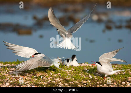 Tern comune (Sterna hirundo), tre uccelli attaccano reciprocamente in corrispondenza di una shore ricoperte di erba e innumerevoli conchiglie, Paesi Bassi, Texel Foto Stock