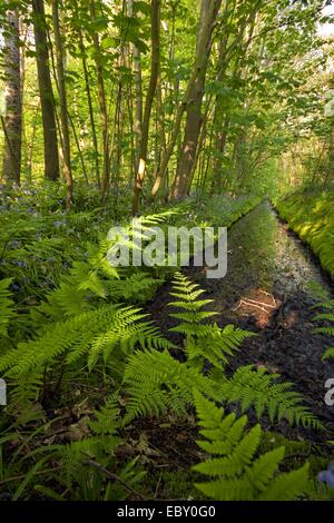 Ampia buckler-fern (Dryopteris dilatata), fossa paludosa, Paesi Bassi, Texel Foto Stock