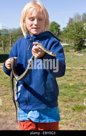 Biscia dal collare (Natrix natrix), ragazzo tenendo un serpente in mani, Germania Foto Stock