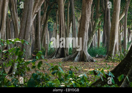 Grandi alberi con radici quadrate nella foresta pluviale tropicale, India, Isole Andaman, Havelock Island Foto Stock