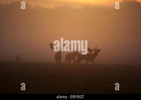 Daini (Dama Dama, Cervus dama), daini bucks nel solco, Danimarca Foto Stock