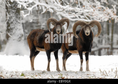 Muflone (Ovis musimon, Ovis gmelini musimon, Ovis orientalis musimon), muflone rams nella neve, Germania Foto Stock