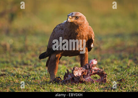 Steppa Eagle (Aquila nipalensis) sui kill, Kenya Foto Stock