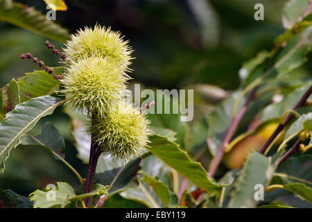 Castagno, dolce castagno (Castanea sativa), il ramo con frutti, in Germania, in Renania Palatinato Foto Stock