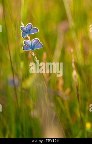 Argento-blu chiodati (Plebejus argus, Plebeius argus), due individui seduti su un'erba, in Germania, in Renania settentrionale-Vestfalia Foto Stock