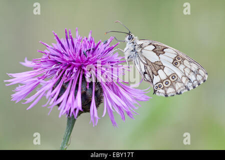 In marmo bianco (Butterfly Melanargia galathea) su Fiordaliso Brownray (Centaurea jacea), Nord Hesse, Hesse, Germania Foto Stock