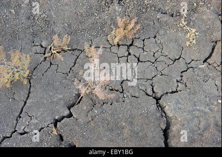 Incrinato asciutto in estate Foto Stock