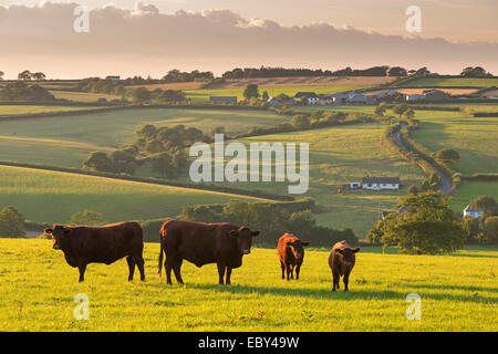 North Devon rosso rubino mandrie di bovini che pascolano nella campagna di laminazione, cane nero, Devon, Inghilterra. In estate (Luglio) 2014. Foto Stock