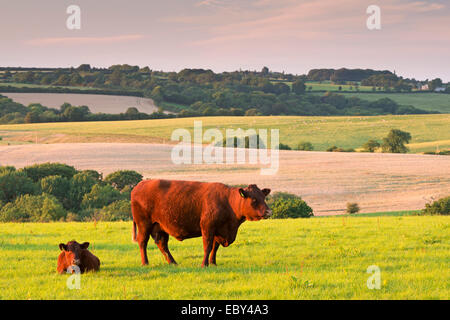 North Devon rosso rubino il pascolo di bestiame nella campagna di laminazione, cane nero, Devon, Inghilterra. In estate (Luglio) 2014. Foto Stock