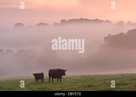 Rosso rubino il pascolo di bestiame nel Devon campagna all'alba in una nebbiosa mattina, cane nero, Devon, Inghilterra. In autunno (settembre) 2014. Foto Stock