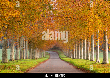 Viale di alberi colorati in autunno, Dorset, Inghilterra. Novembre 2014. Foto Stock