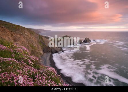 Mare di fiori di campo rosa fioritura sul clifftops a Hartland Quay, guardando verso il punto Screda, Devon, Inghilterra. Foto Stock