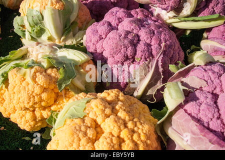 Giallo e viola il cavolfiore presso il mercato degli agricoltori a Brooklyn's Grand Army Plaza. Foto Stock