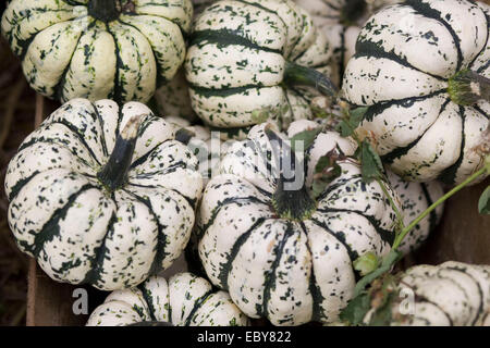 Zucche ornamentali Foto Stock