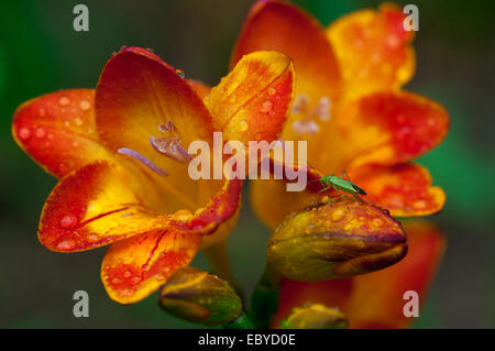 Bella fresia fiori con gocce di acqua e di insetti verde su di esso Foto Stock