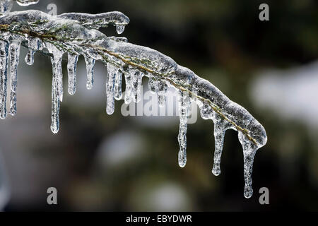 Lunghi ghiaccioli appesi da ghiaccio congelato coperto cedar ramo di albero in inverno, primo piano Foto Stock