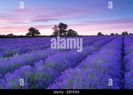 Campo di lavanda all'alba, Somerset, Inghilterra. In estate (Luglio) 2014. Foto Stock