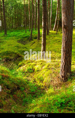 Pinus sylvestris, scozzesi o pini silvestri foresta di alberi che crescono in Pomerania, Polonia settentrionale. Vista sulla vecchia trincea - gli avanzi della II Guerra Mondiale. Foto Stock