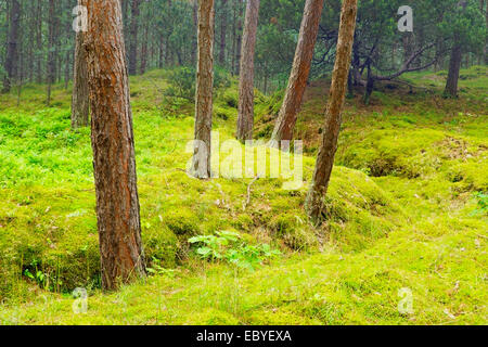 Pinus sylvestris, scozzesi o pini silvestri foresta di alberi che crescono in Pomerania, Polonia settentrionale. Vista sulla vecchia trincea - gli avanzi della II Guerra Mondiale. Foto Stock