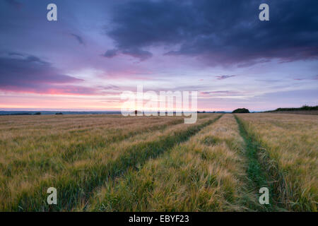 Campo di orzo sotto un tramonto estivo, Devon, Inghilterra. In estate (Luglio) 2014. Foto Stock