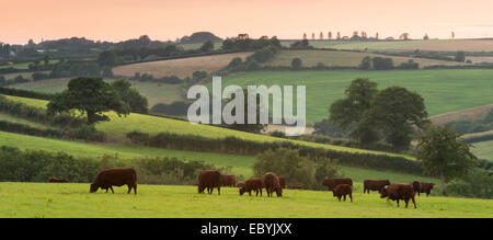 North Devon rosso rubino il pascolo di bestiame nella campagna di laminazione, cane nero, Devon, Inghilterra. In estate (Luglio) 2014. Foto Stock