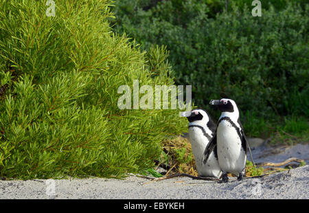 I Penguins africani (Spheniscus demersus). Sud Africa Foto Stock