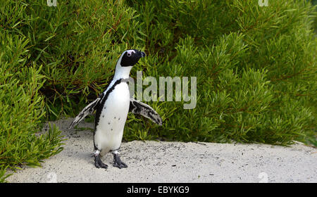 I Penguins africani (Spheniscus demersus). Sud Africa Foto Stock