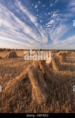 Il mais stooks raccolti per scopi di lattoneria, Devon, Inghilterra. In estate (Luglio) 2014. Foto Stock