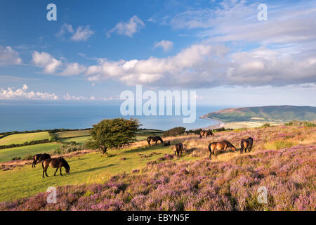 Exmoor pony pascolano sulla coperta di erica Erica su Porlock comune, Exmoor, Somerset, Inghilterra. Estate (Agosto) 2014. Foto Stock