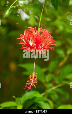 Hibiscus schizopetalus, Spider Hibiscus in Le Santuario, Ninh Binh, Vietnam Foto Stock