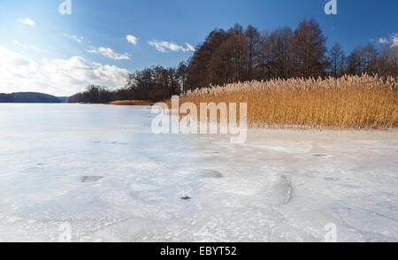 Immagine di un lago ghiacciato con canne. Foto Stock