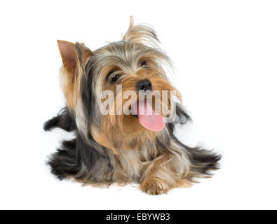 Yorkshire terrier bloccato con la lingua fuori su bianco Foto Stock