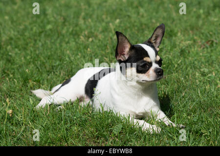 Un Chihuahua giace sul prato Foto Stock