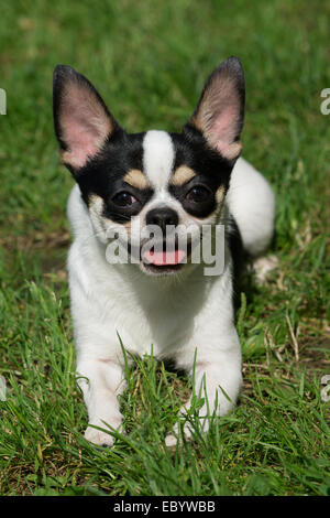 Un Chihuahua giace sul prato verde nel parco Foto Stock