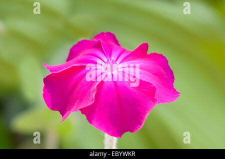 Una rosa Lychnis coronaria su sfondo verde Foto Stock