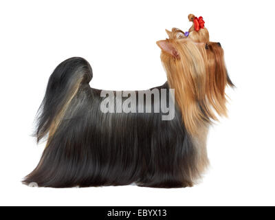 Splendide Yorkshire terrier in posa di dog show Foto Stock