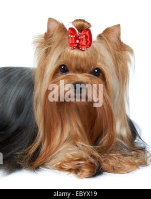 Ritratto di splendide Yorkshire Terrier su bianco Foto Stock