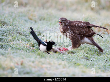 Selvatica comune poiana, Buteo buteo su terra alimentazione su un coniglio con una gazza scavenging di presenze Foto Stock