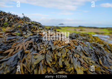 La vescica wrack alghe (Fucus vesiculosus) che copre una roccia su una spiaggia a bassa marea in Scozia. Foto Stock