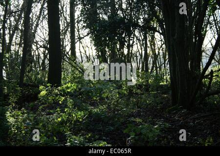 Abbandonato St Mary's sagrato, Eysey, vicino a Cricklade, Thames Path Foto Stock