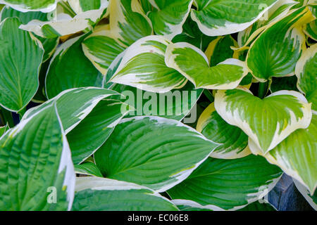 Variegata di hosta piante con verde e bianco Refilato foglie. Foto Stock