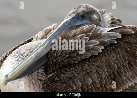 Un Pellicano appoggiati lungo un estuario costiere in Carolina del Sud Foto Stock