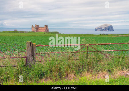 Il castello di Tantallon e la Bass Rock, visto da una vecchia fattoria e i campi, North Berwick, East Lothian, Scozia. Foto Stock