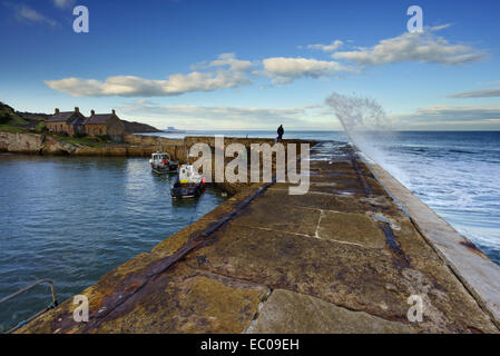 Il Seawall e barche da pesca nel piccolo, storico Cove Harbour, Scottish Borders, Scozia. Foto Stock