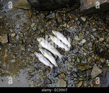 Cinque pesci trote visualizzati sul terreno. Foto Stock